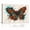 C, variant on XaaKee Canvas Wall Art Prints Vibrant Flutter 0001 Teal Splatters Orange Splash Modern Butterfly Abstract Painting Inner Framed 18*12Inch
