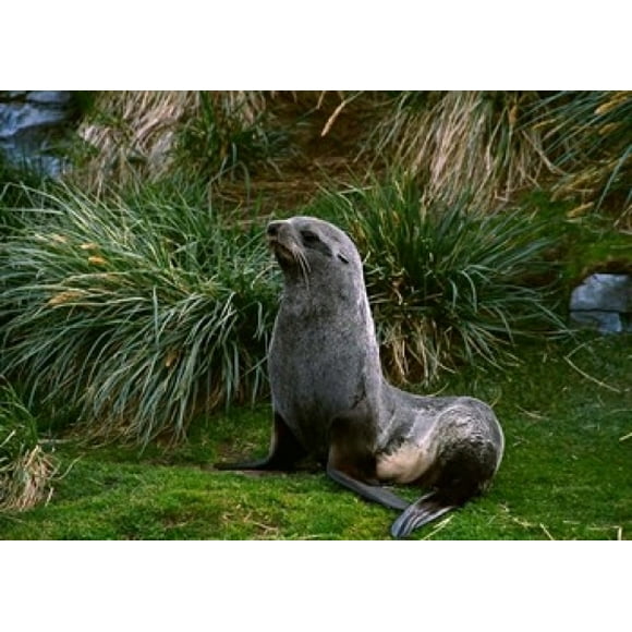South Georgia Island, Southern Fur seal Poster Print by Charles Sleicher (24 x 18)