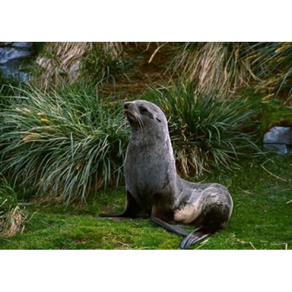 South Georgia Island, Southern Fur seal Poster Print by Charles Sleicher (24 x 18)