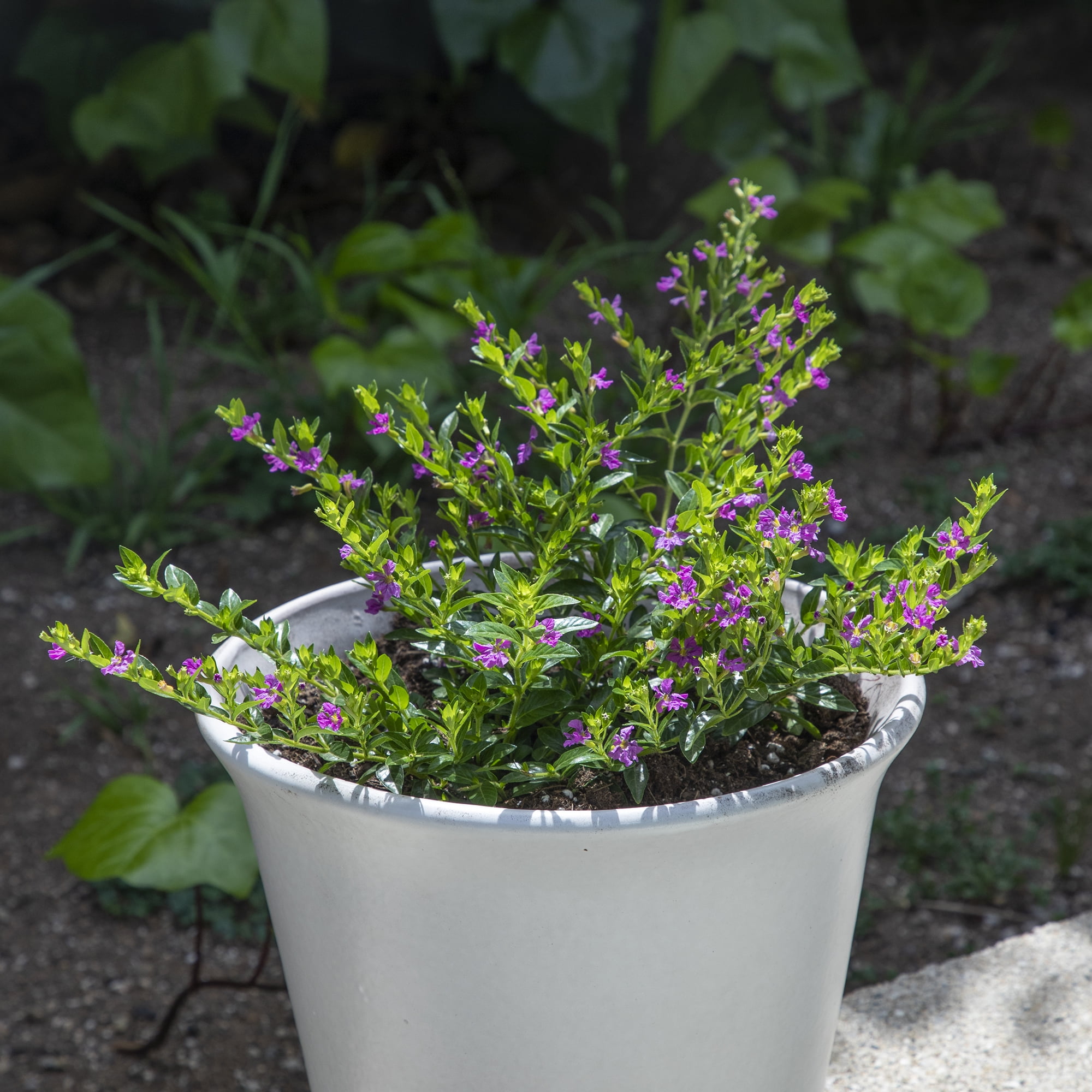 Lavender Cuphea Hyssopifolia Live Plant| 2.5 QT Grow Pot| Direct Sunlight| Flowering Plant| By Altman Plants