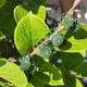 thumbnail image 5 of 30 Piezas de Estacas de Soporte para Plantas con 30 Piezas de Clips para Plantas Soporte Floral para Flores de JardíN Estaca de Soporte de un Solo Tallo, 5 of 5