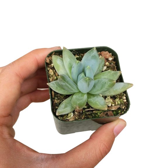 Pachyveria Little Jewel Glauca Succulent (2"  Plastic Pot) - Tiny, Lovely, Easy to Care Succulent for Beginners - Live Healthy Succulent for Home Office