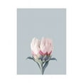thumbnail image 2 of Straatsma, Leah 20x24 White Modern Wood Framed Museum Art Print Titled - King Protea Plant, 2 of 4