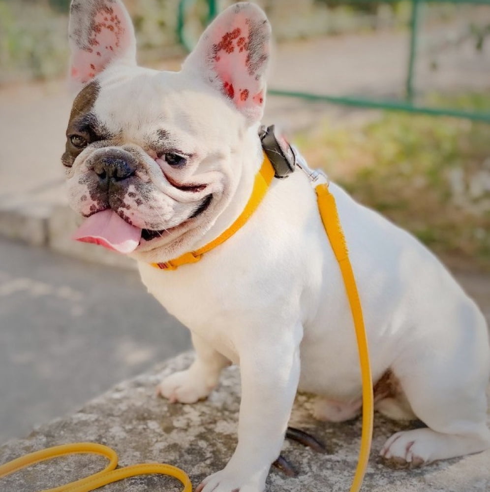 Glamour Rolled Leather Dog Leash for Small Medium and Large Dogs | Heavy Duty Strong Leather Puppy Leash for Outdoor Walking Running Training | Strong Dog Leashes for Large Breed Dogs - Yellow
