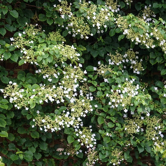 1 Gal. Pot, Petiolaris White Flowerng Climbing Hydrangea Vine Deciduous Shrub, One Plant per Offer