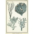 thumbnail image 3 of Vision Studio 13x18 Black Modern Framed Museum Art Print Titled - Coral Species II, 3 of 5