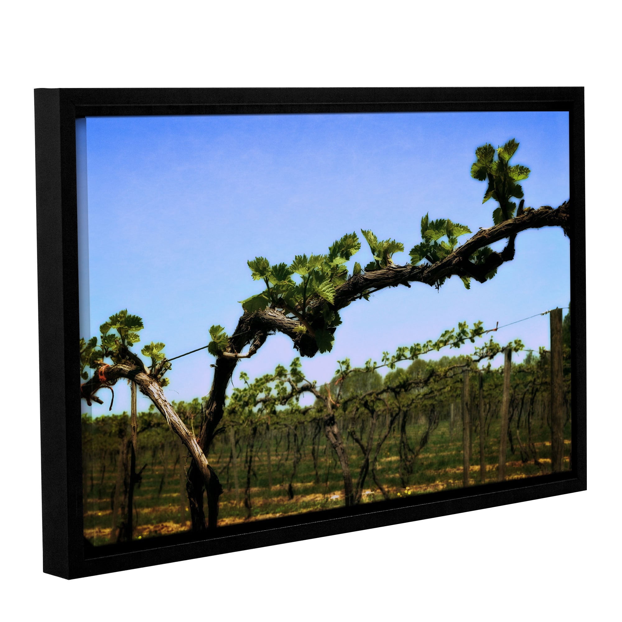ArtWall Kevin Calkins "Spring Vineyard" Gallery-Wrapped Floater-Framed Canvas