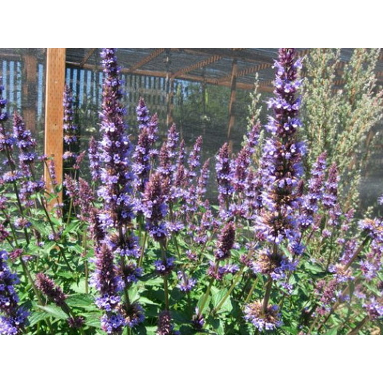 Agastache Purple Haze