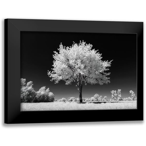 Bogaerts, Sus 14x11 Black Modern Framed Museum Art Print Titled - White Tree