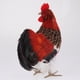 thumbnail image 4 of Conjunto De 2 Modelos De Animales De Granja Juguete Simulación Gallo Animales De Acción Modelo Niños Aprendizaje Educativo Juguetes, 4 of 8