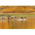 thumbnail image 2 of Jones, Adam 14x11 Gold Ornate Wood Framed with Double Matting Museum Art Print Titled - Canada geese landing and reflection on water-Grand Teton National Park-Wyoming, 2 of 4