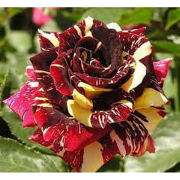 Rare Rose Seeds 20 Seeds Abracadabra Red Yellow Rose Bush Plant Seeds
