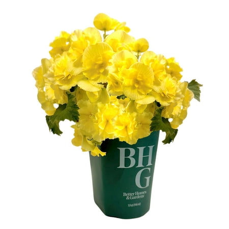 Better Homes & Gardens Yellow Begonia Plants, Garden Outdoor Plants, 1 Qt Pot, Part Sun