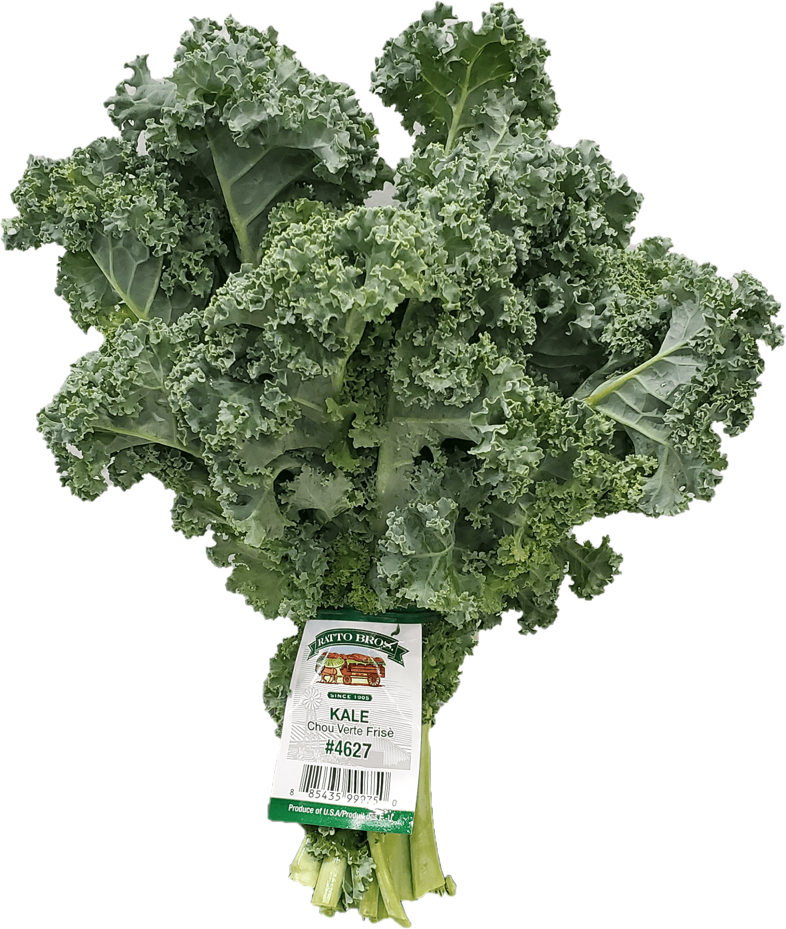 Kale, one bunch