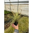 thumbnail image 3 of 3 Carex Evergold-Containers in 4 Inch Size, 3 of 3