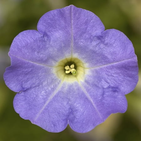Dekko Sky Blue Petunia - Vibrant Blue Blooms, Perfect for Containers, Gardens, and Hanging Baskets, Attracts Pollinators, Easy Care, Deer Resistant, Indoor & Outdoor 10" Hanging Basket
