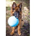 thumbnail image 3 of Jolly Pet Bounce-N-Play Ball Blue 8 inch Berry Scented Rubber Dog Toy, 3 of 7