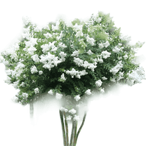 Natchez Crape Myrtle Tree, White Flowering Ornamental Shade Tree for Landscapes