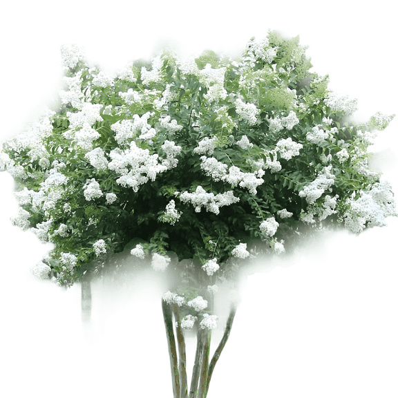 Natchez Crape Myrtle Tree, White Flowering Ornamental Shade Tree for Landscapes