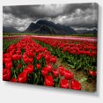 thumbnail image 2 of Rows of Bright Ruby Red Tulips - Grand Paysage Art sur Toile, 2 of 4