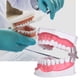 thumbnail image 4 of Estudio De Enseñanza Dental, Modelo De Dientes Con Cepillo De Dientes, Educación Para Niños, Modelo De Cepillado De Dientes, Enseñanza De Cuidado Bucal, 4 of 7