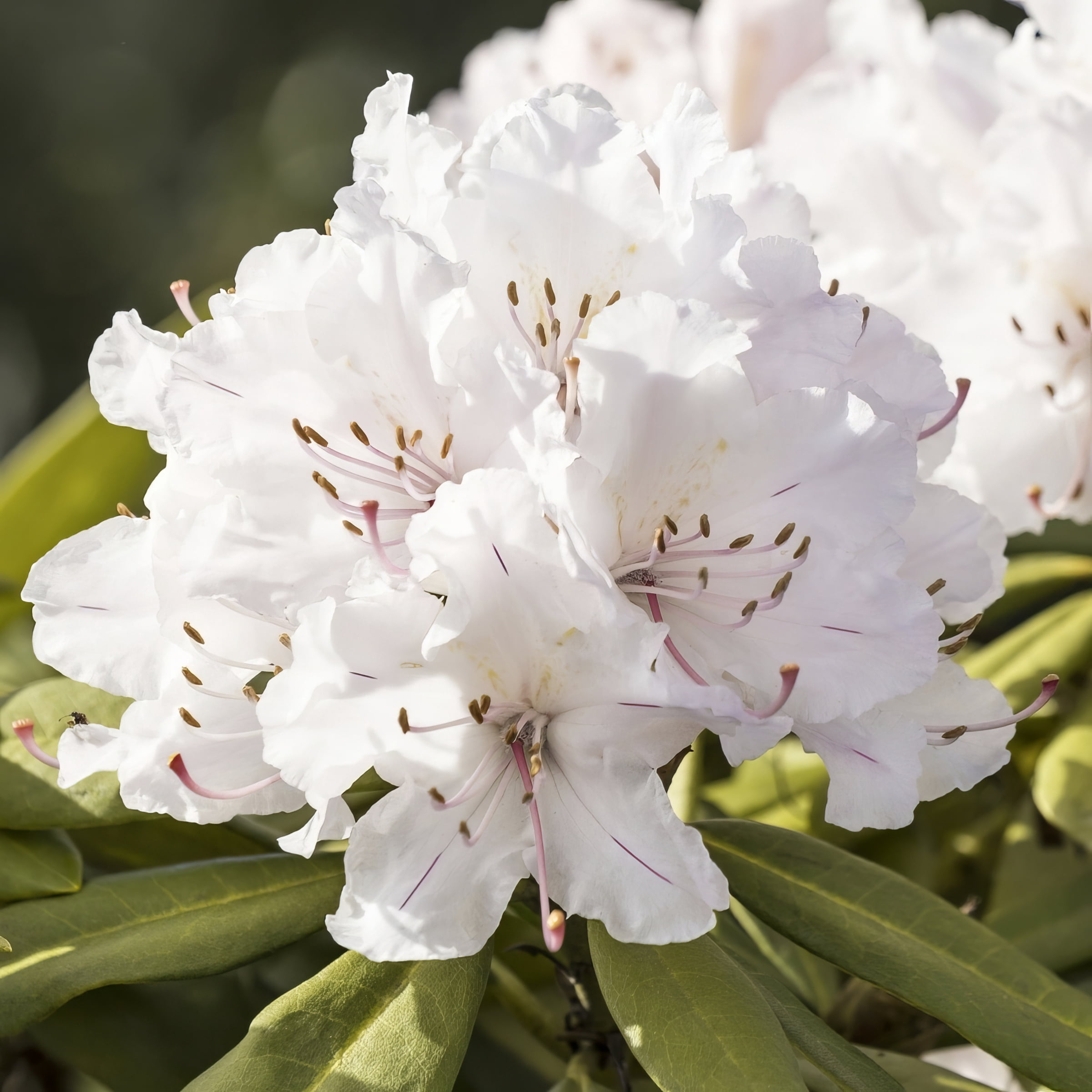 3 gal. Floramore Azalea White Live Shrub with White Flowers with Part Sun 1- Pack