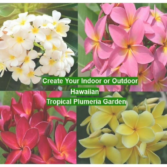 Hawaiian Plumeria Frangipani Live Multi Color Plant Cuttings  4 Pack Full Sun