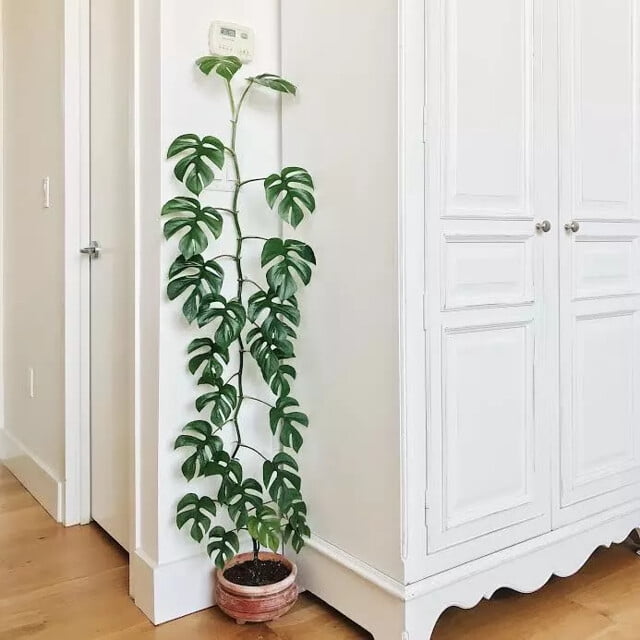 ⭐ GARDENERA Premium Mini Monstera Potting Mix - Hand-crafted with Optimal Nutrients for Healthy Growth by Gardenera - 1 Quart
