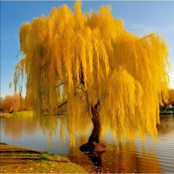 5 Gold Weeping Willow Tree Cuttings to Grow - Excellent for Bonsai or Garden
