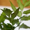 thumbnail image 5 of Expert Gardener Holly Fern (2.5 Quart) Semi-evergreen perennial with glossy green foliage - part sun to shade plant, 5 of 8