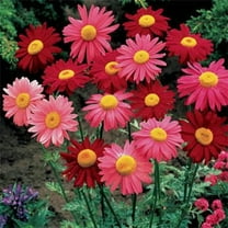 Outsidepride Perennial Chrysanthemum Robinson's Plant Flower Seed Mix for Full Sun - 10000 Seeds