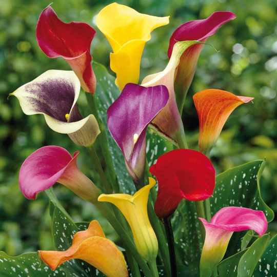 5 Mixed Calla Lily Bulbs!