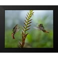 thumbnail image 2 of Fitzharris, Tim 18x15 Black Modern Framed Museum Art Print Titled - Rufous Tailed Hummingbirds, 2 of 5