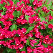 Red Weigela – Hardy Flowering Shrub with Bright Red Blooms for Garden Borders and Landscapes