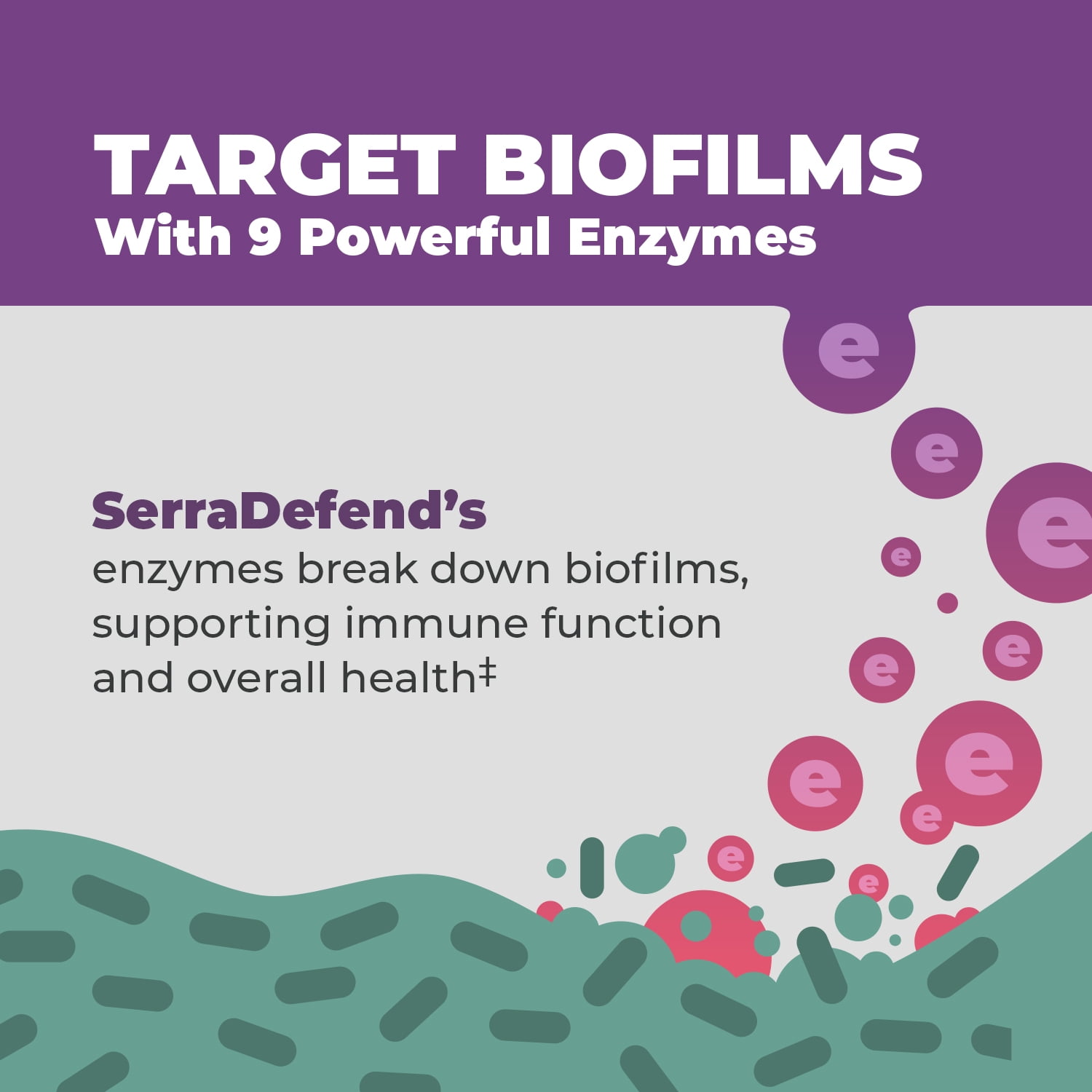 Balance ONE Biofilm Defense with Proteolytic & Digestive Enzymes - 2 Month Supply