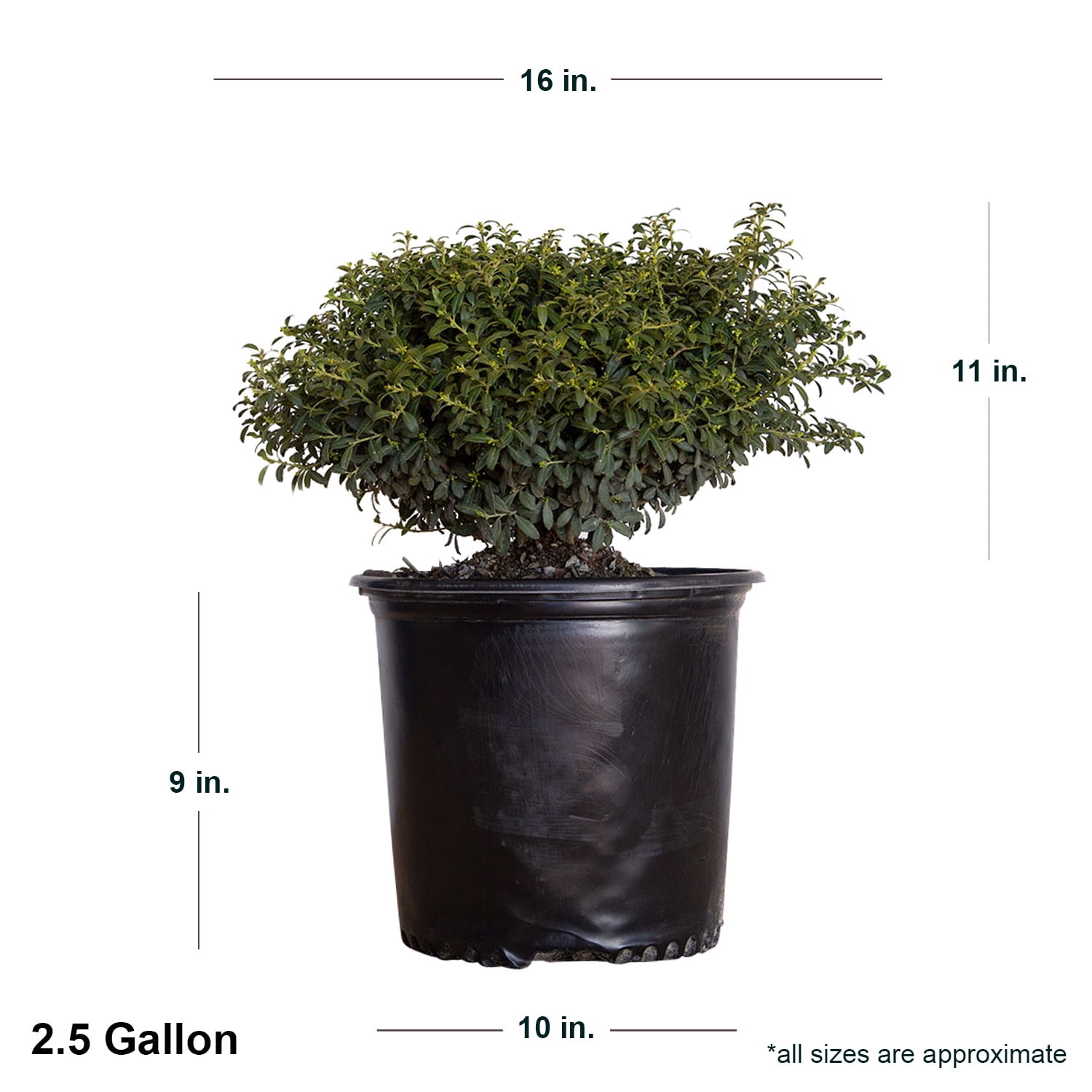 Expert Gardener Soft Touch Holly 2.5 Gallon Evergreen Shrub Live Outdoor Plant