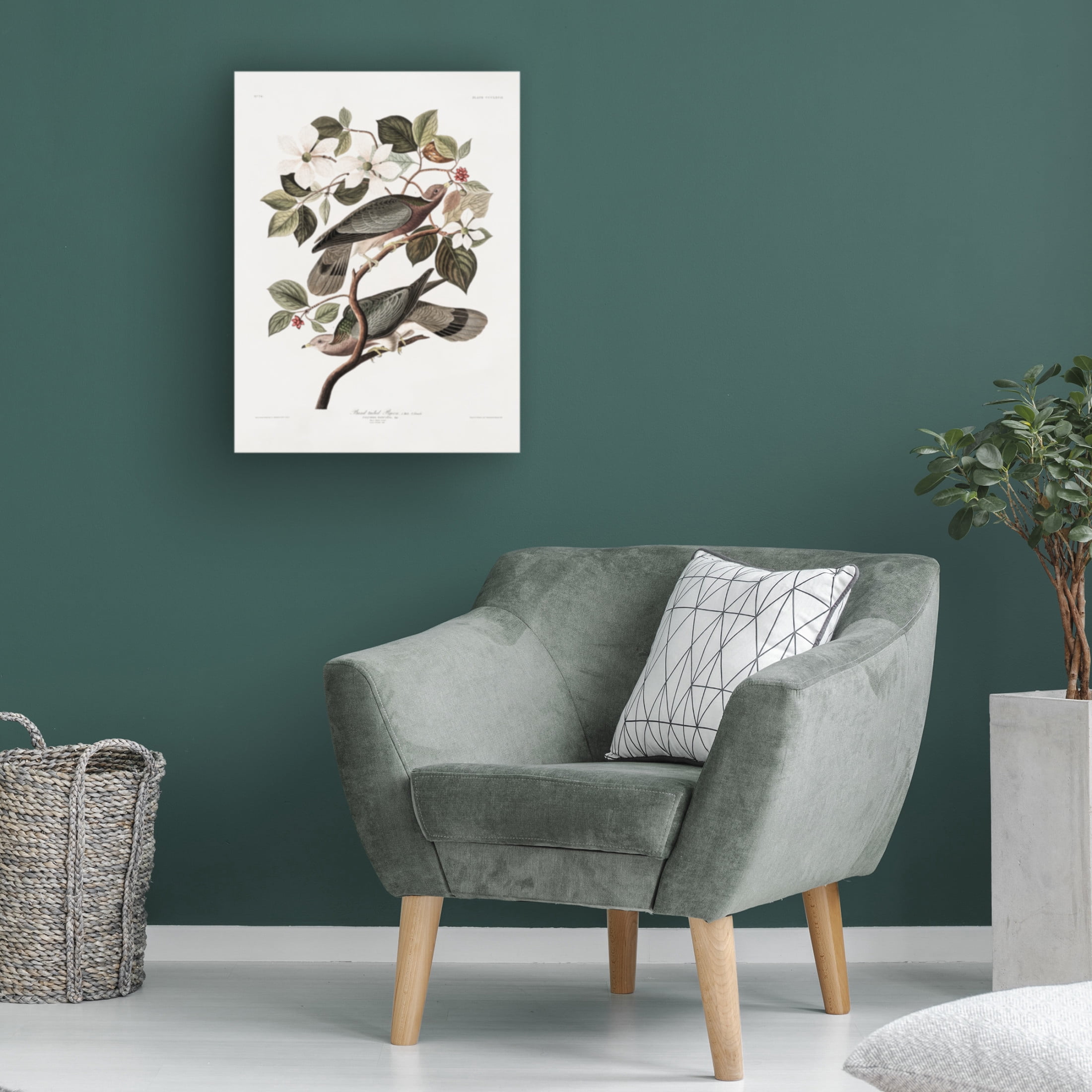 Trademark Fine Art Pictufy Brand Tailed Pigeon From Birds Of America 1827 Canvas Wall Art