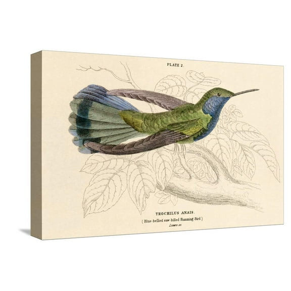 Art.com Blue Bellied Hummingbird Stretched Canvas Print Wall Art, 18" x 12"