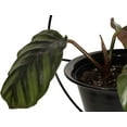 thumbnail image 5 of Plant Hanger 6 Inch Hanging Planter Plant Holders Modern Pot Hanger Wall Planters Indoor Hanging Metal Planter, 5 of 8