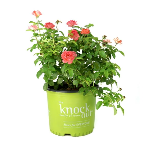 National Plant Network 3 gal. Knock Out Rose Orange Glow