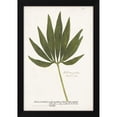 thumbnail image 2 of Unknown 13x18 Black Modern Wood Framed Wall Art Titled - Nature Printed Ferns XII, 2 of 6