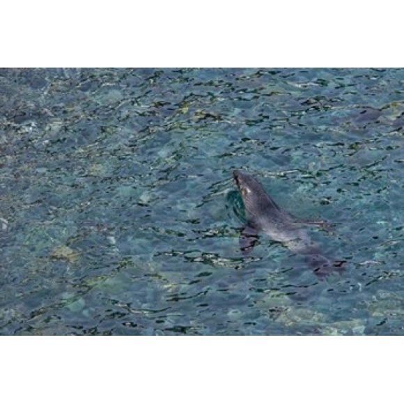 Southern Fur Seal Swimming in Clear Water, South Georgia Island, Antarctica Poster Print by Jaynes Gallery (34 x 23)