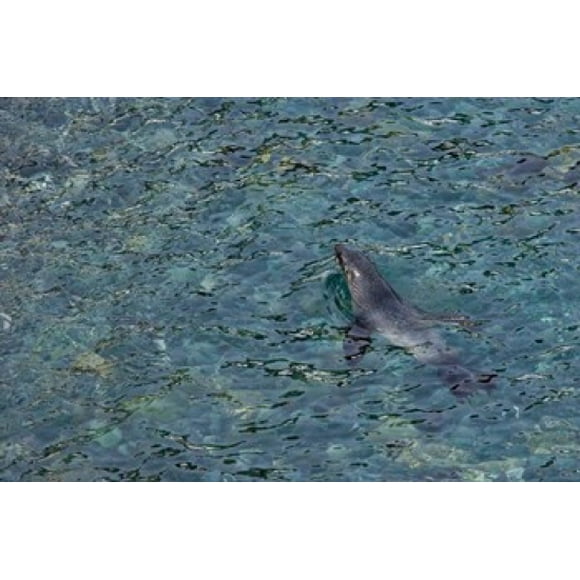 Southern Fur Seal Swimming in Clear Water, South Georgia Island, Antarctica Poster Print by Jaynes Gallery (34 x 23)