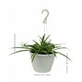 thumbnail image 7 of Expert Gardener 1.5G Chophytum Spider Plant Green White Live Plant Hanging Basket Full Sun Partial Shade, 7 of 7