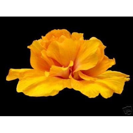 Hibiscus Cajun Color Mango Moon, Starter Plant