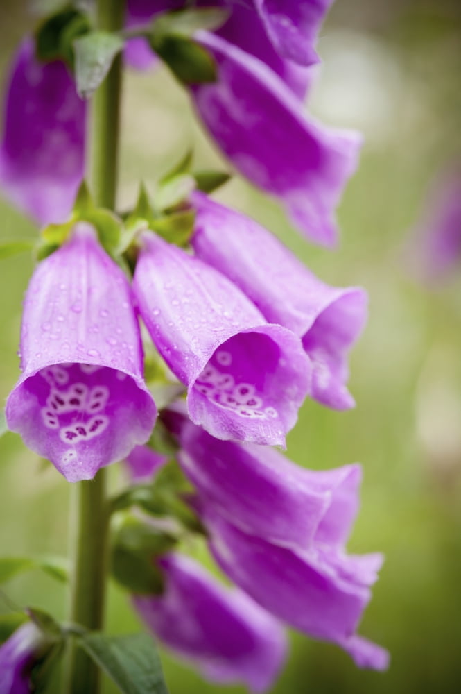 Purple Flowers With