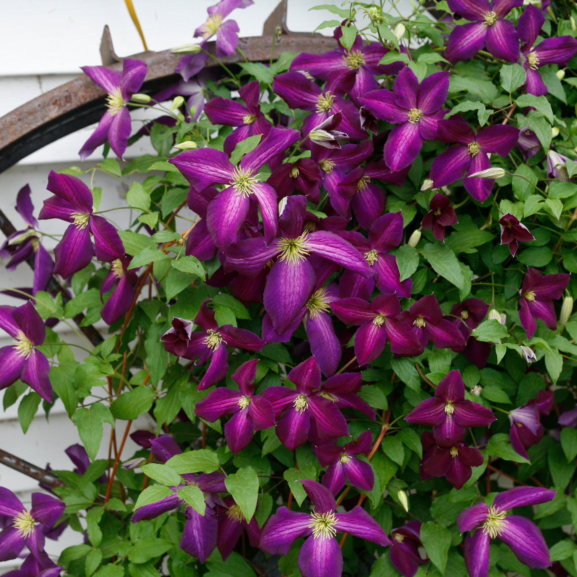 Proven Winners ColorChoice 5" Happy Jack Purple Clematis Live Plant in 4.5" Pot (4 Count)