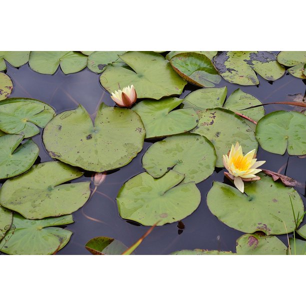Laminated Poster Blossom Pond Lily Pads Yellow Flower Poster Print Inch By 30 Inch Walmart Com Walmart Com