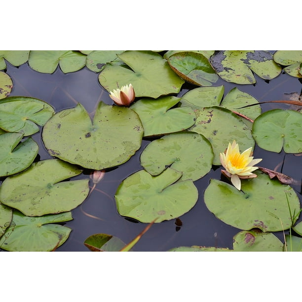 Laminated Poster Blossom Pond Lily Pads Yellow Flower Poster Print Inch By 30 Inch Walmart Com Walmart Com Laminated Poster Blossom Pond Lily Pads Yellow Flower Poster Print Inch By 30 Inch Walmart Com Walmart Com