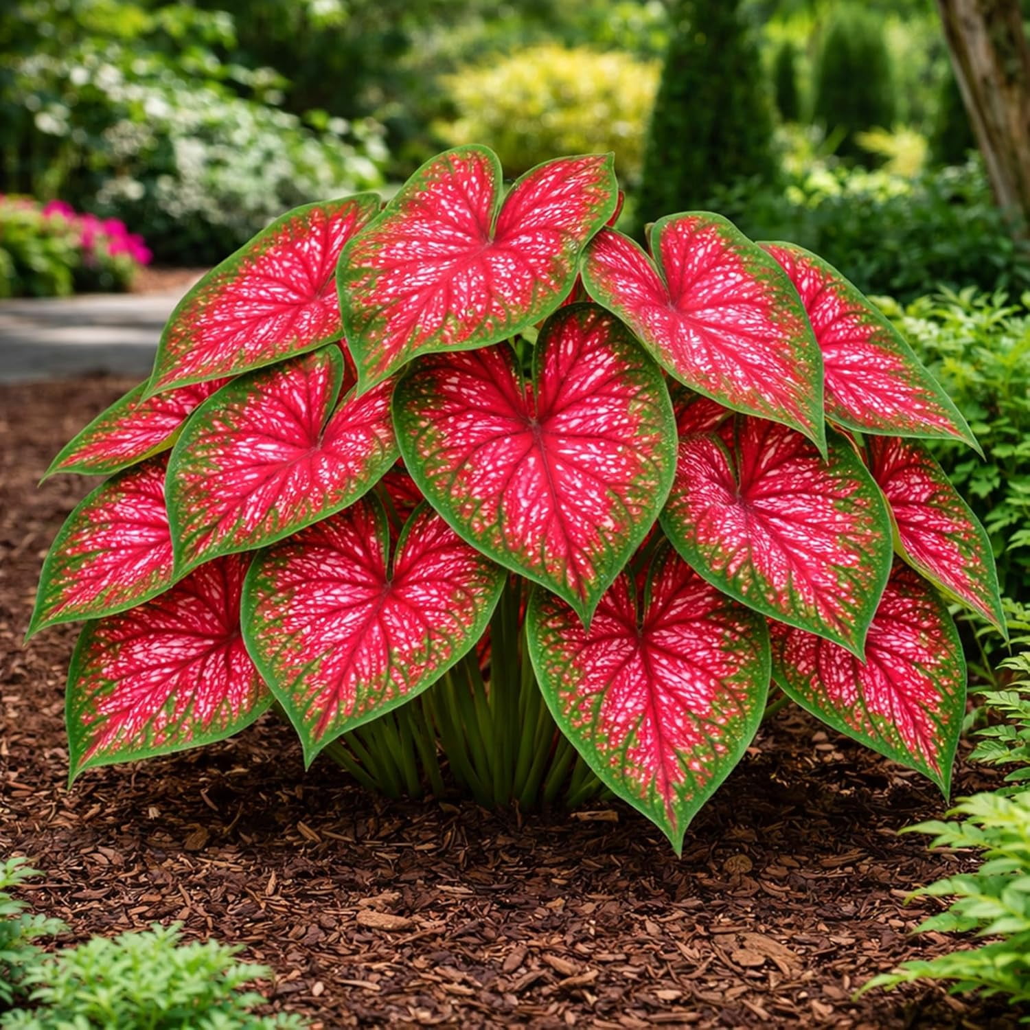 CZ Grain Elephant Ear Perennial Hosta Caladium Plant Bulbs (6 Count),  Stunning Color Fast Grower - Walmart.com